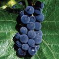  St. Croix&trade; Grape