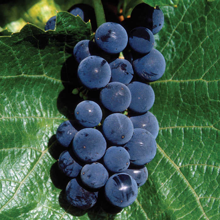  St. Croix&trade; Grape