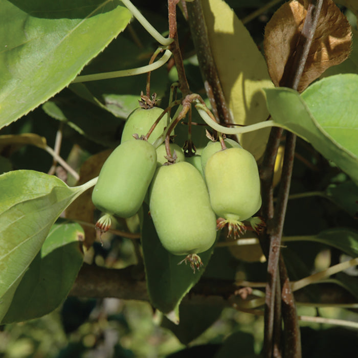  Michigan State Hardy Kiwi