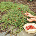  Pilgrim Cranberry