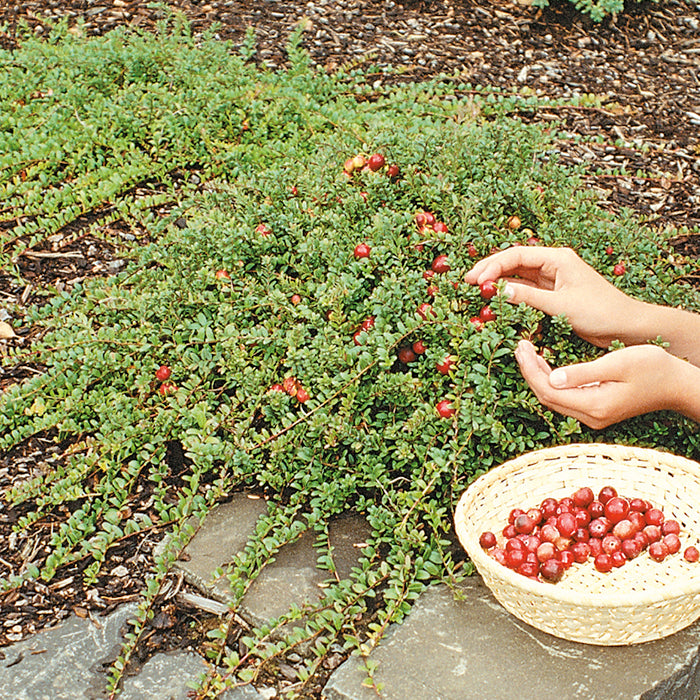  Pilgrim Cranberry