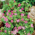  Ground Cover Raspberry Offer (3 Of Each)