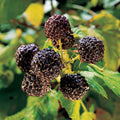  Jewel Black Raspberry