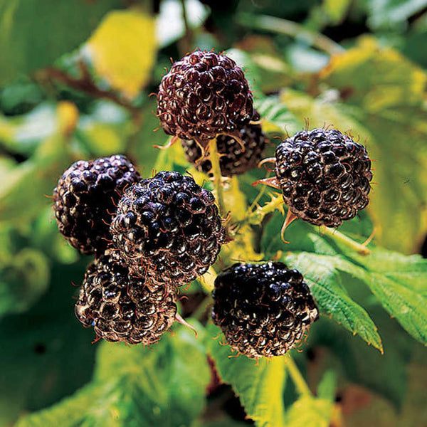  Jewel Black Raspberry
