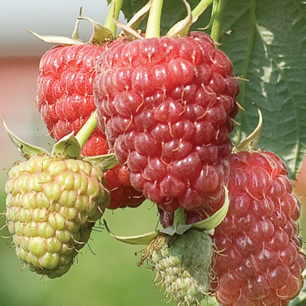  Raspberry Sampler #1