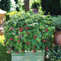  Raspberry Shortcake&reg; Raspberry