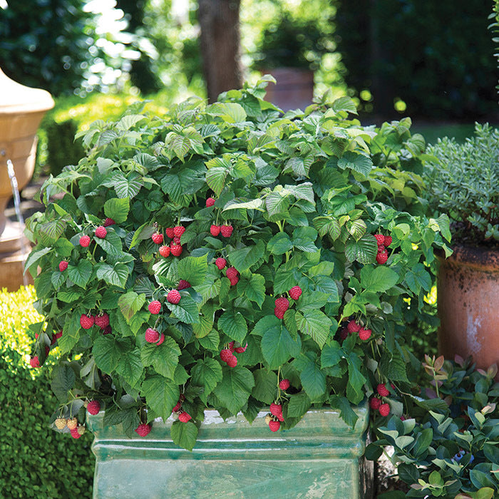  Raspberry Shortcake&reg; Raspberry