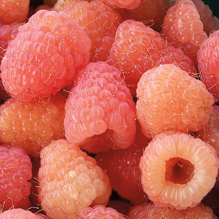  Double Gold Raspberry