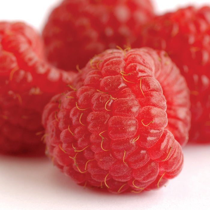  Heritage Fall Bearing Raspberry