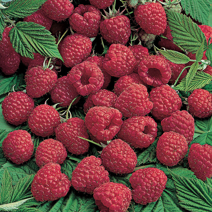  Killarney Summer Bearing Raspberry