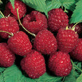  Nova Summer Bearing Raspberry