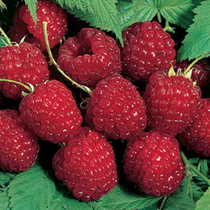  Nova Summer Bearing Raspberry
