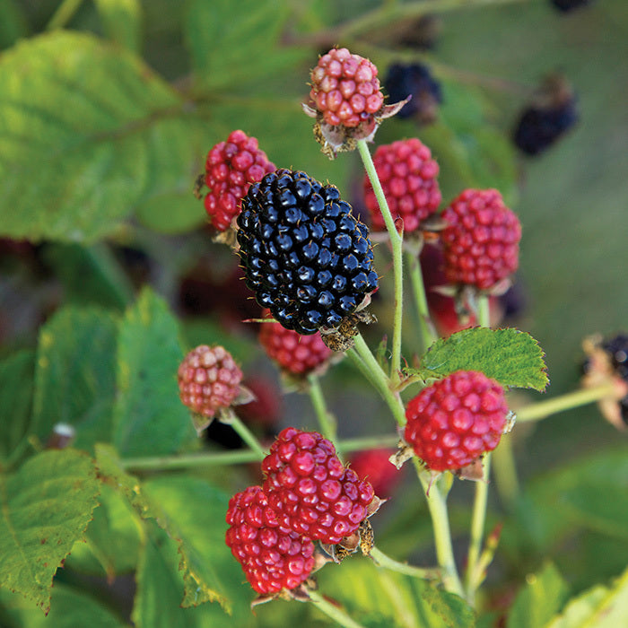  Baby Cakes&reg; Bushel & Berry&reg; Blackberry