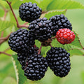  Prime Ark&reg; Freedom Blackberry