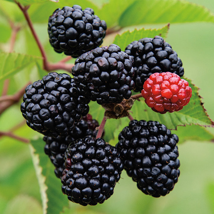  Prime Ark&reg; Freedom Blackberry