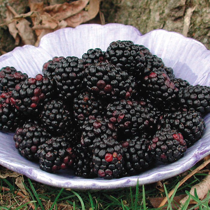  Thornless Blackberry Offer