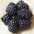  Chester Thornless Blackberry