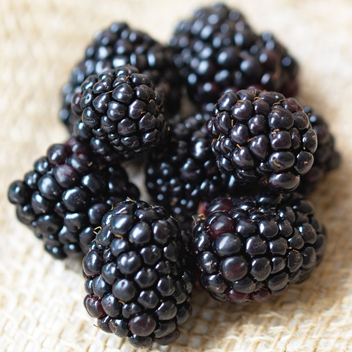  Chester Thornless Blackberry