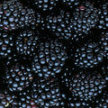  Triple Crown Thornless Blackberry