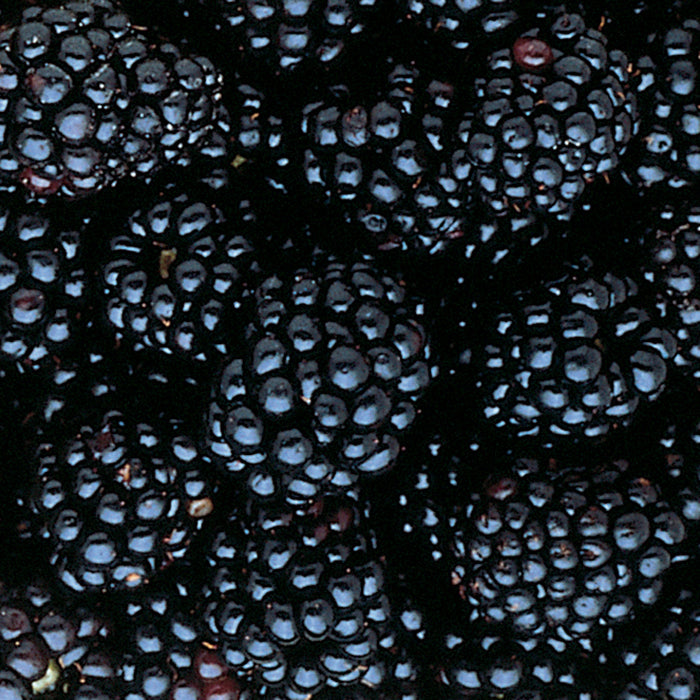  Triple Crown Thornless Blackberry