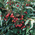  Sweet Scarlet&trade; Goumi