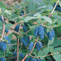  Blue Velvet&trade; Honeyberry