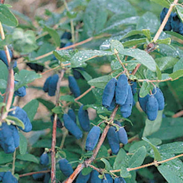  Blue Velvet&trade; Honeyberry