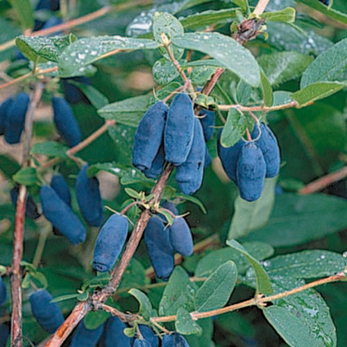  Blue Moon&trade; Honeyberry