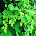  Nugget Hops Vine