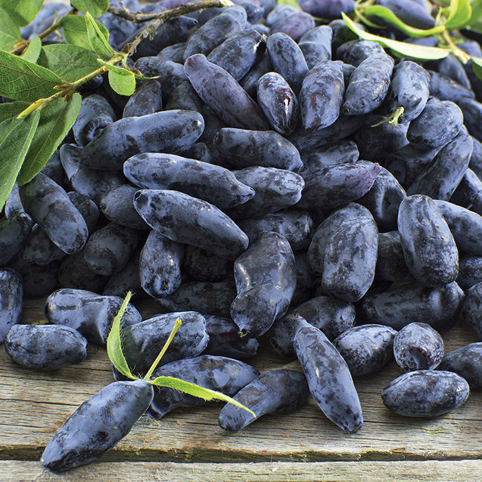  Boreal Beast Honeyberry