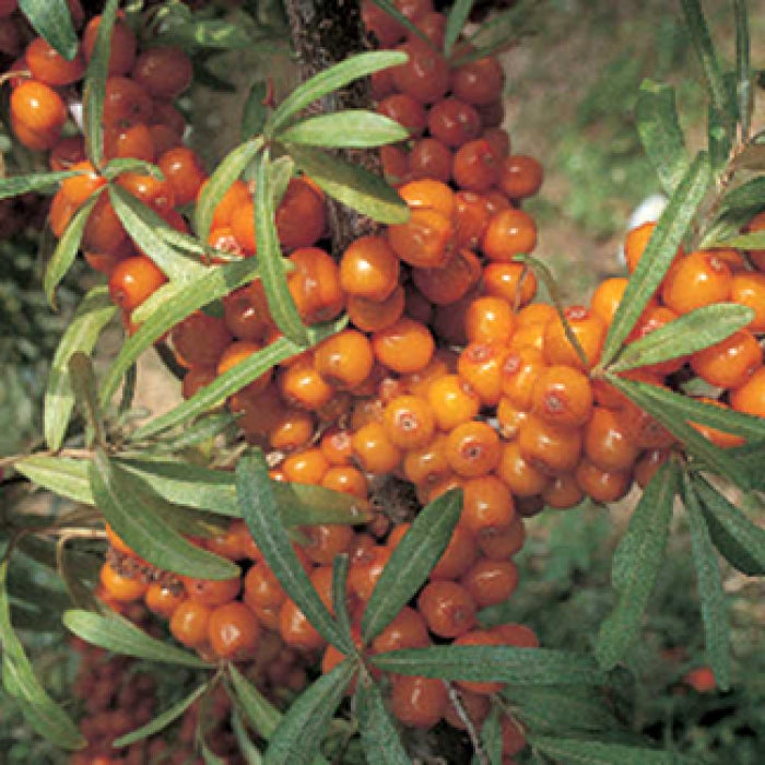  Leikora Sea Berry Or Sea Buckthorn