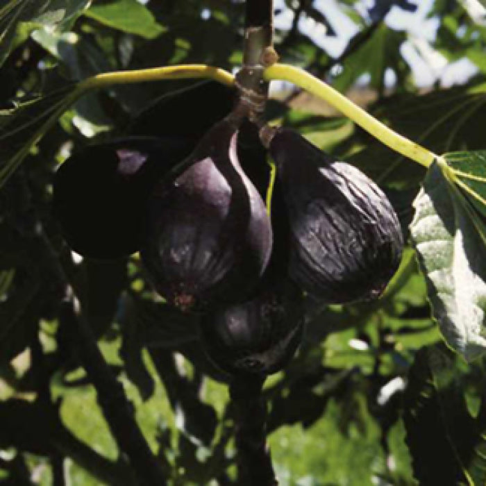  Negronne Fig