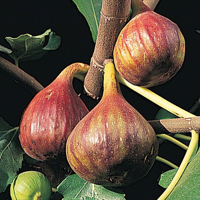  Vern's Brown Turkey Fig