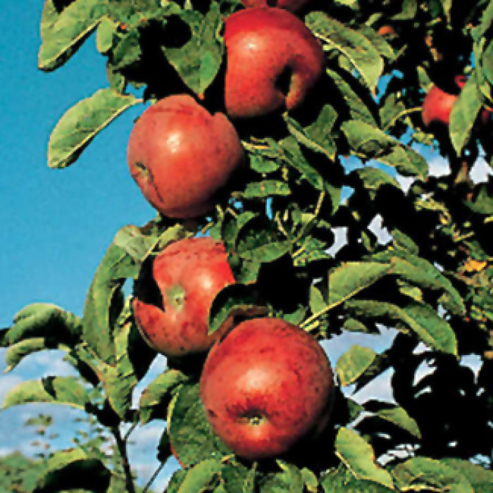  Northpole&trade; Columnar Apple