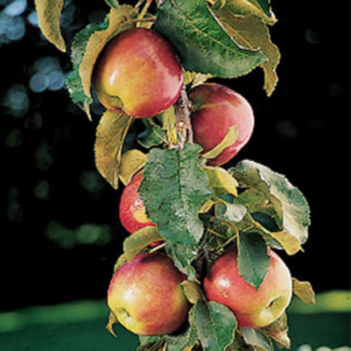  Scarlet Sentinel&trade; Columnar Apple
