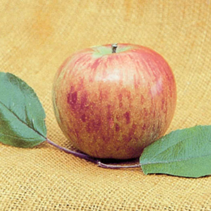  Bonnie Best&reg; Semi Dwarf Apple