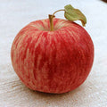  Duchess Of Oldenburg Semi Dwarf Apple
