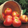 Honeycrisp&trade; Semi Dwarf Apple