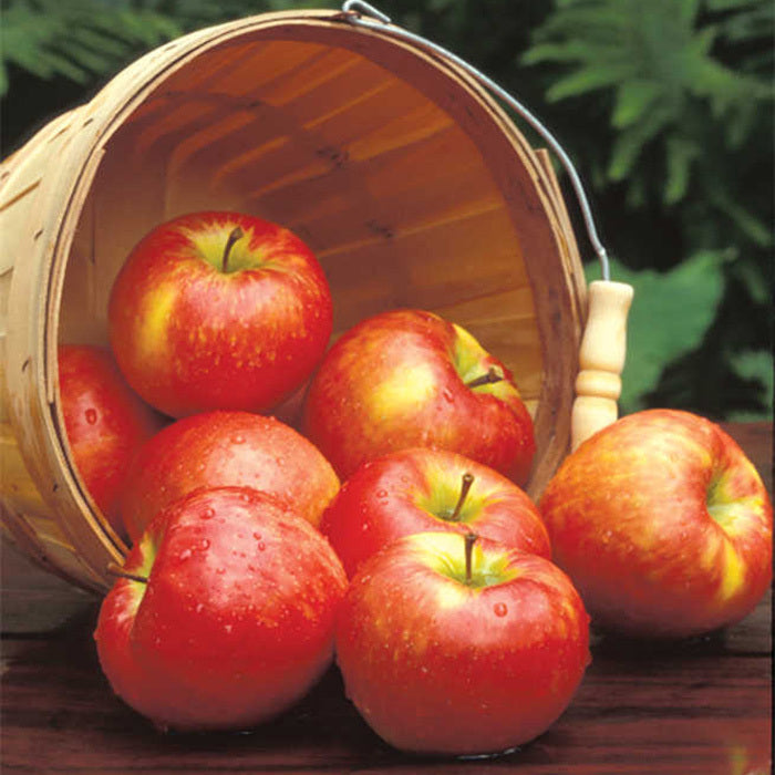  Honeycrisp&trade; Semi Dwarf Apple