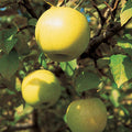  Honeygold Semi Dwarf Apple