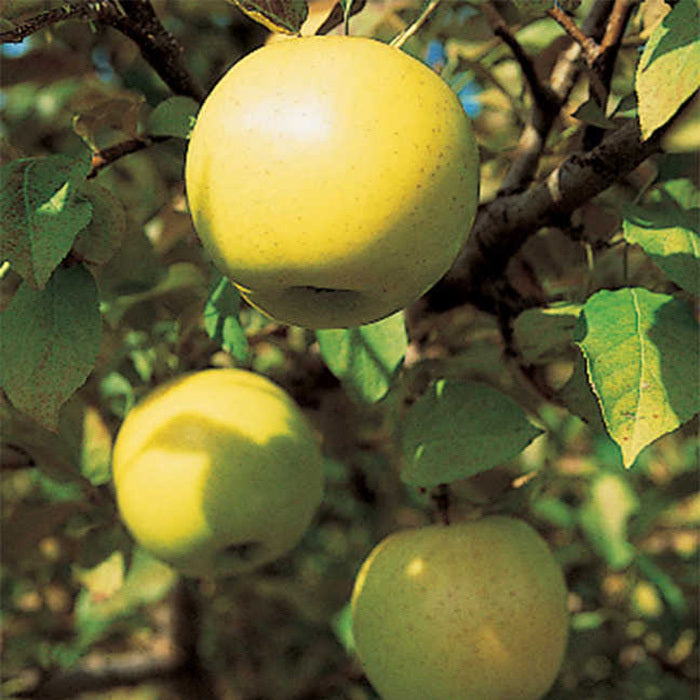  Honeygold Semi Dwarf Apple