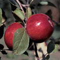  RubyMac&reg; Mcintosh Semi Dwarf Apple