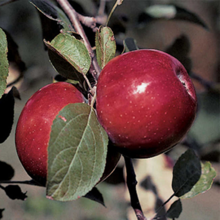  RubyMac&reg; Mcintosh Semi Dwarf Apple