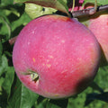  Prairie Magic&reg; Semi Dwarf Apple