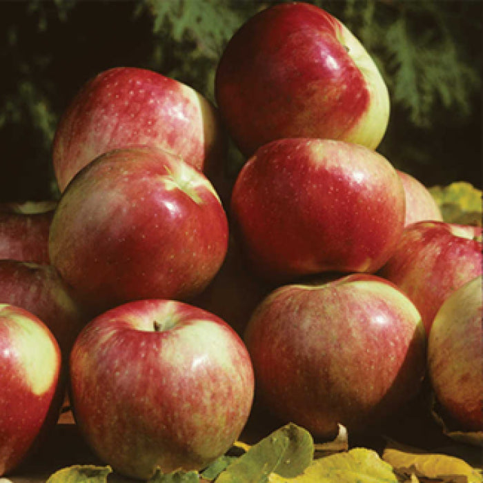  Zestar Semi-Dwarf Apple
