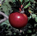  Royal Court&trade; Cortland Standard Apple