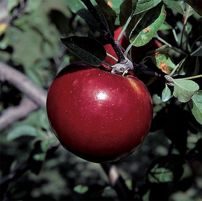  Royal Court&trade; Cortland Standard Apple