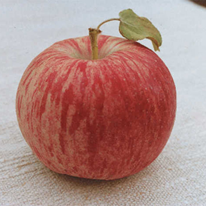  Duchess Of Oldenburg Standard Apple