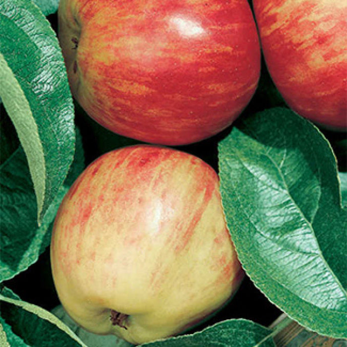  Red Gravenstein Standard Apple