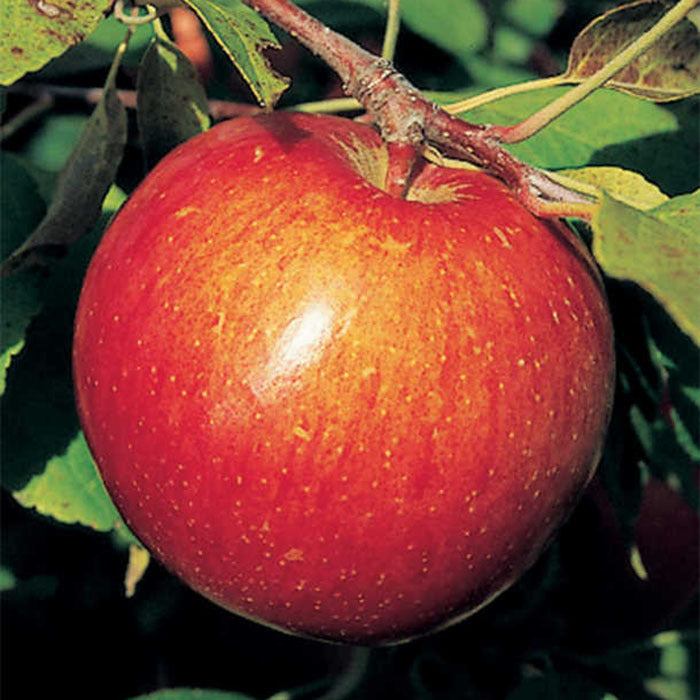  Haralson Standard Apple